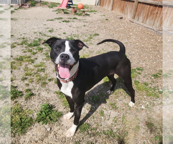 Medium Photo #10 American Pit Bull Terrier-Unknown Mix Puppy For Sale in Evansville, IN, USA