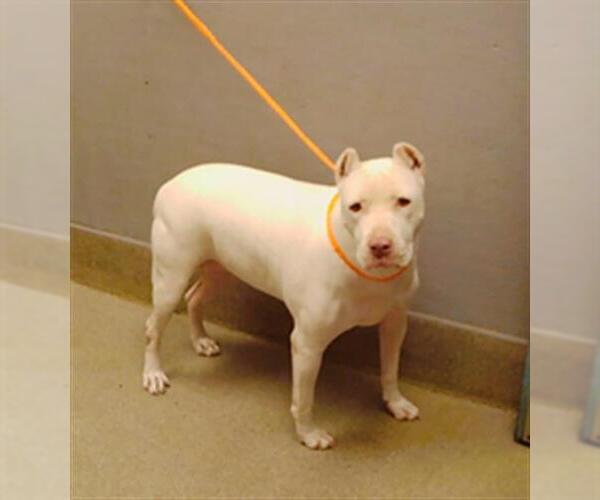 Medium Photo #1 American Pit Bull Terrier-Unknown Mix Puppy For Sale in Las Vegas, NV, USA