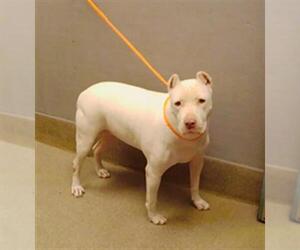 American Pit Bull Terrier-Unknown Mix Dogs for adoption in Las Vegas, NV, USA
