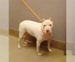 Small American Pit Bull Terrier Mix