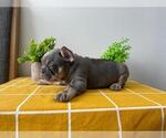 Small Photo #5 French Bulldog Puppy For Sale in JERSEY CITY, NJ, USA