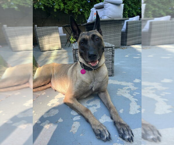 Medium Photo #1 Mutt Puppy For Sale in Burbank, CA, USA