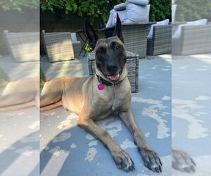 Mutt Dogs for adoption in Burbank, CA, USA