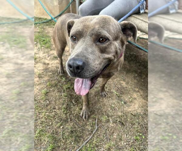 Medium Photo #3 American Pit Bull Terrier-Unknown Mix Puppy For Sale in Waco, TX, USA