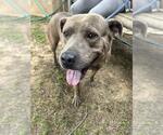 Small #2 American Pit Bull Terrier Mix
