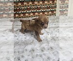 Small #6 Chihuahua