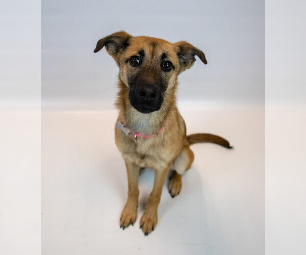 Medium Photo #2 Mutt Puppy For Sale in Kennesaw, GA, USA