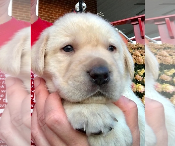 Medium Photo #1 Labrador Retriever Puppy For Sale in WEST JEFFERSON, OH, USA