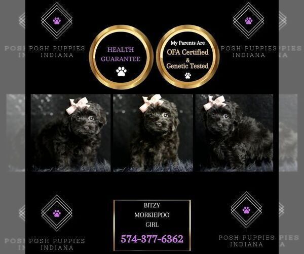 Medium Photo #2 Morkie Puppy For Sale in WARSAW, IN, USA