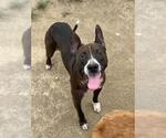 Small #1 American Pit Bull Terrier Mix