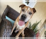 Small #6 American Pit Bull Terrier Mix