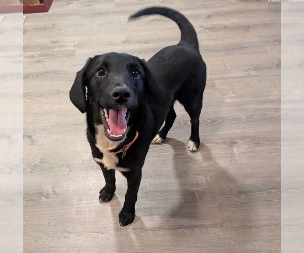 Medium Photo #3 Colonial Cocker Spaniel-Unknown Mix Puppy For Sale in Boston, MA, USA