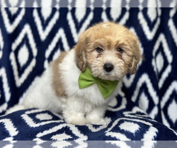Medium Photo #9 Lhasa-Poo Puppy For Sale in LAKELAND, FL, USA