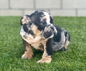 English Bulldog Puppy for sale in ATLANTA, GA, USA