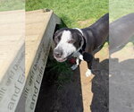 Small #6 American Staffordshire Terrier-Mastiff Mix