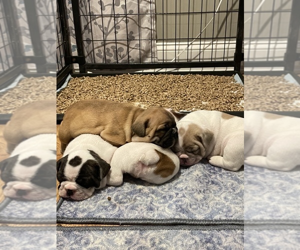 Medium Photo #3 French Bulldog Puppy For Sale in ELKHORN, WI, USA
