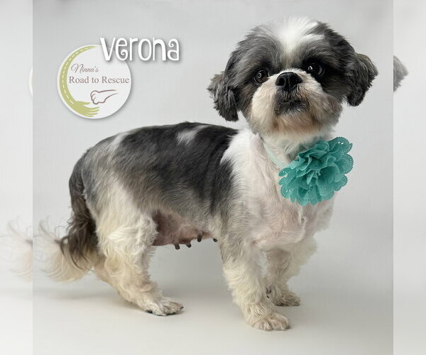 Medium Photo #2 Shih Tzu Puppy For Sale in Benton, LA, USA