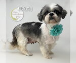 Small #1 Shih Tzu