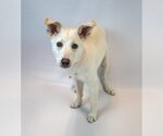 Small #1 Siberian Husky Mix