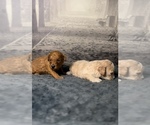 Puppy Legend Poodle (Toy)