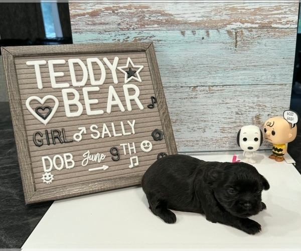 Medium Photo #38 Zuchon Puppy For Sale in NEW YORK MILLS, MN, USA