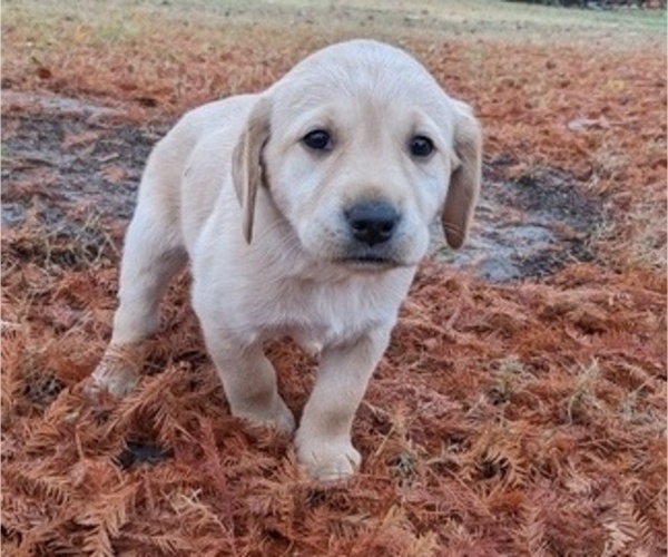 Medium Photo #3 Labrador Retriever Puppy For Sale in HIGDON, AL, USA