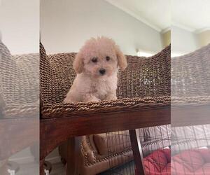 Maltipoo Puppy for sale in LOS ANGELES, CA, USA