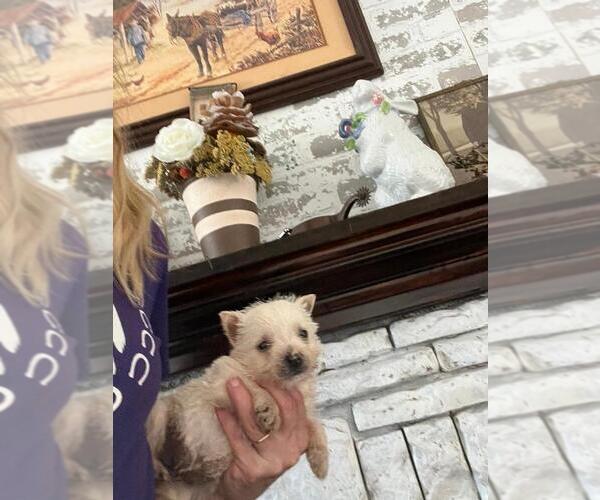 Medium Photo #1 West Highland White Terrier Puppy For Sale in S BRUNSWICK, NC, USA