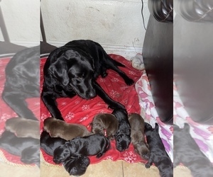 Labrador Retriever Puppy for sale in CORAL SPRINGS, FL, USA