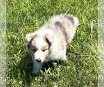 Small #10 Shetland Sheepdog