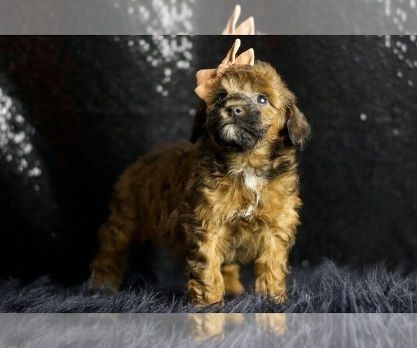 Medium Photo #2 Poodle (Toy) Puppy For Sale in WARSAW, IN, USA