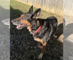 Rocky Urgently needs foster or adopter - Male German Shepherd Dog-Unknown Mix Dog for Adoption - Small photo