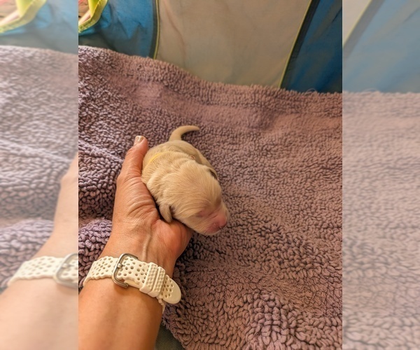 Medium Photo #17 English Cream Golden Retriever Puppy For Sale in DOLORES, CO, USA
