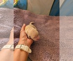 Small #16 English Cream Golden Retriever