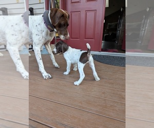 Mother of the German Shorthaired Pointer puppies born on 06/09/2025