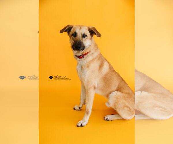 Medium Photo #5 Anatolian Shepherd-Unknown Mix Puppy For Sale in Rockwall, TX, USA
