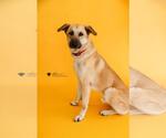 Small #4 Anatolian Shepherd Mix