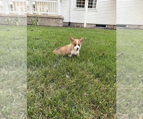 Medium Photo #19 Pembroke Welsh Corgi Puppy For Sale in MILFORD, IN, USA