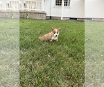 Small Photo #19 Pembroke Welsh Corgi Puppy For Sale in MILFORD, IN, USA