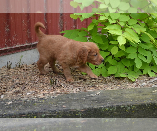 Medium Photo #1 Golden Retriever Puppy For Sale in GREENWOOD, WI, USA