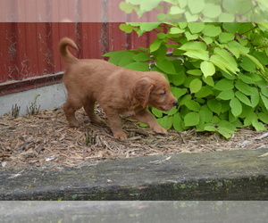 Medium Golden Retriever