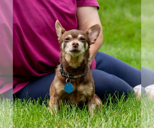 Medium Photo #9 Chipin Puppy For Sale in Princeton, MN, USA