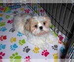 Small #1 Shih Tzu