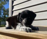 Mickey - Female Australian Cattle Dog Puppy for Sale - Photo #17
