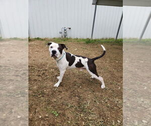 Mutt Dogs for adoption in Evansville, IN, USA