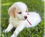Small #1 Chihuahua