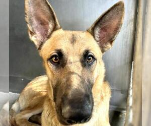 German Shepherd Dog Dogs for adoption in San Bernardino, CA, USA