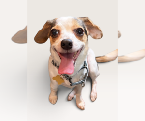 Cheagle Dogs for adoption in Rockville, MD, USA