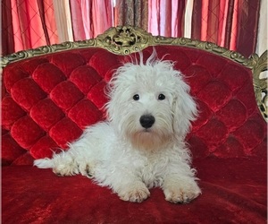 Goldendoodle (Miniature) Puppy for sale in INDIANAPOLIS, IN, USA