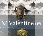 Puppy Valentine Yorkshire Terrier